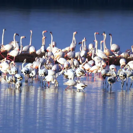 Apartamento Parco Sir Llido Degli Estensi