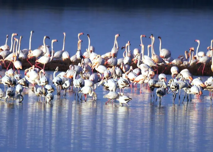 Apartament Parco Sir Llido Degli Estensi