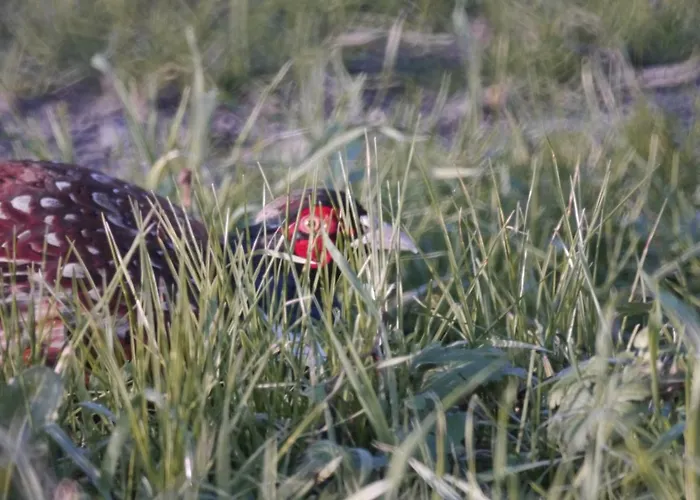 Parco Sir Διαμέρισμα Llido Degli Estensi